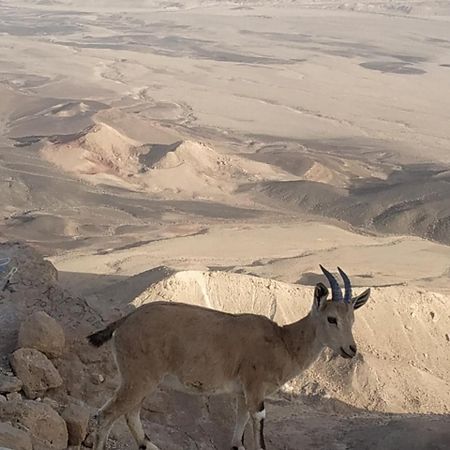 מצפה רמון Desert Peace מראה חיצוני תמונה