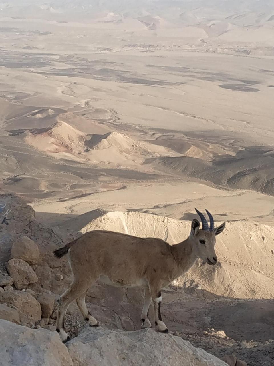 מצפה רמון Desert Peace מראה חיצוני תמונה
